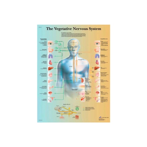 Fabrication Enterprises 3B Anatomical Chart - Vegetative Nervous System, Laminated 12-4631L - main